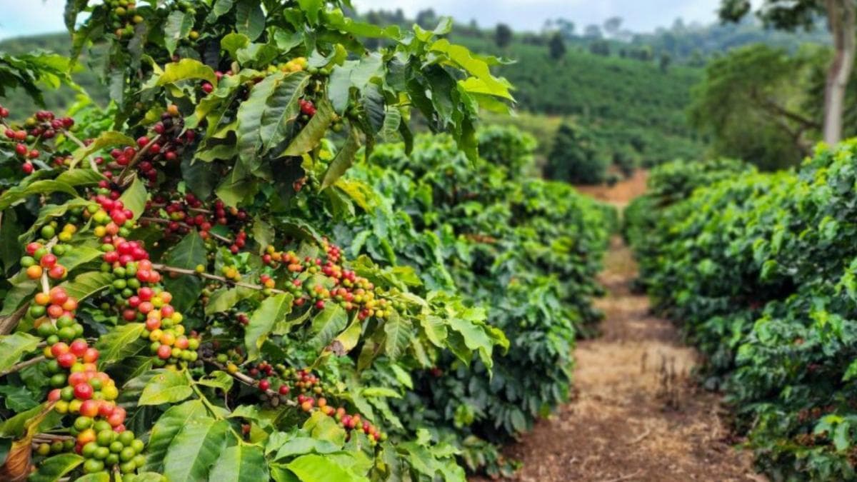 Minas Gerais assume quase 50% da produção de café no Brasil e lidera safra recorde