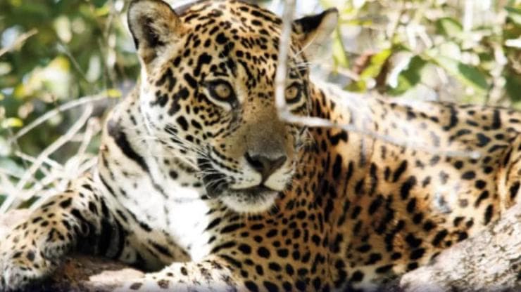 Onças-pintadas podem entrar em extinção na Mata Atlântica por falta de alimento, alerta pesquisa