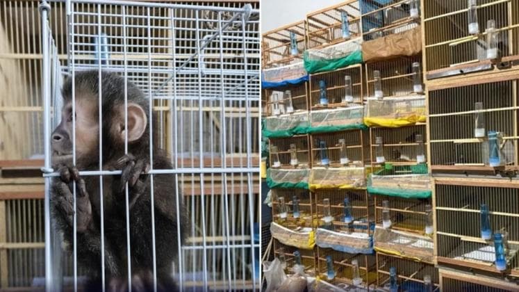 Polícia apreende 56 animais silvestres em operação contra tráfico no interior de SP