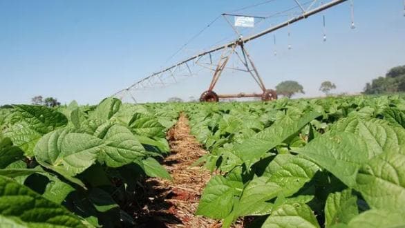 Inoculante aumenta produtividade do feijão em até 17% no Cerrado