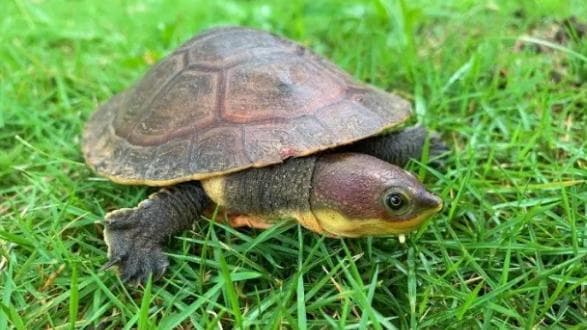 Pesquisa encontra bactérias resistentes e antibióticos em cágados no ES