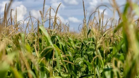 Dia do Milho: Brasil se consolida como 2º maior exportador global com safra recorde