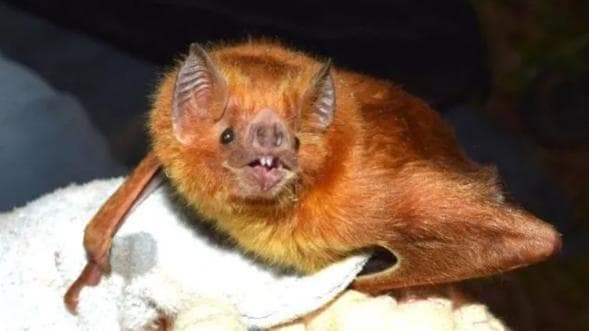 Novo coronavírus é identificado em morcegos na África e chama atenção de cientistas