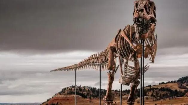 Esqueleto de T-Rex é leiloado por R$ 255 milhões e bate recorde mundial