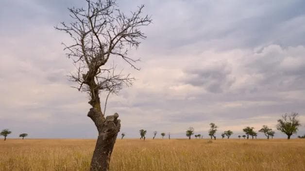 El Niño deve atingir intensidade “muito forte” no fim de 2026, alerta OMM