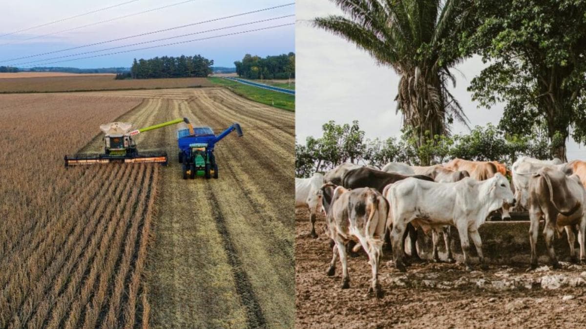 Faturamento da agropecuária deve cair 4,6% e somar R$ 1,4 trilhão em 2026