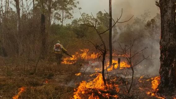 El Niño e período seco aumentam risco de queimadas no Brasil; prevenção é principal estratégia