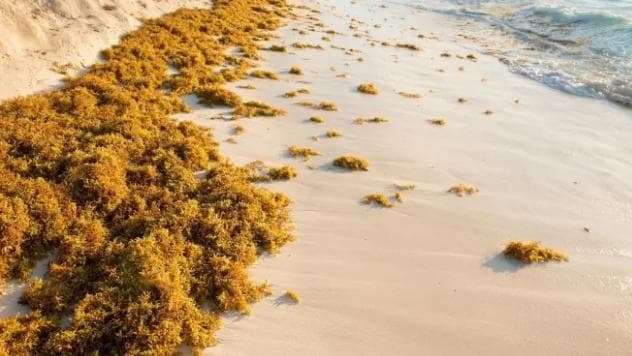 Sargaço invade praias brasileiras com mais frequência e preocupa pesquisadores