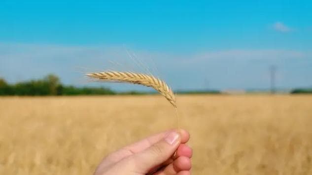 Excesso de chuvas preocupa produtores e sustenta preços do trigo no Brasil